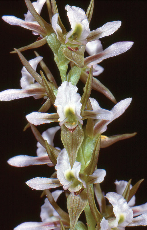 Prasophyllum sp. endemic to the Canobolas volcanic complex