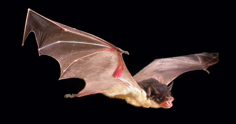 Saccolaimus flaviventris (Yellow-bellied Sheathtail Bat)