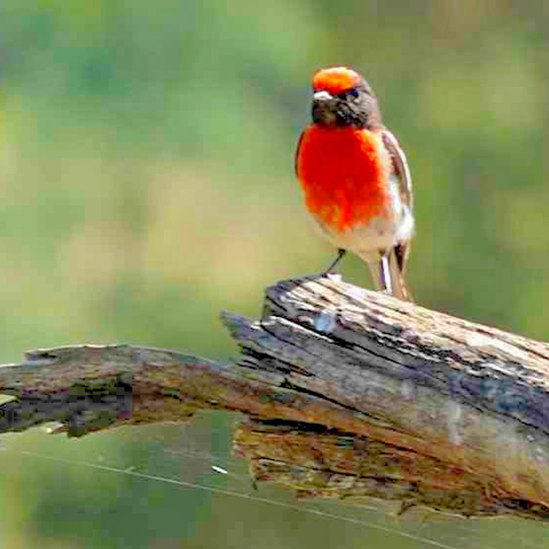 Petroica boodang (Scarlet Robin)
