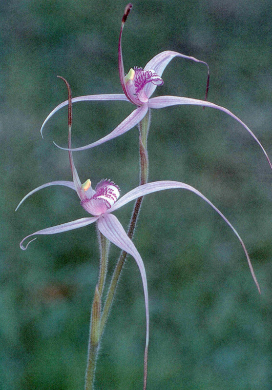 Canobolas Spider Orchid, by Dr Bower